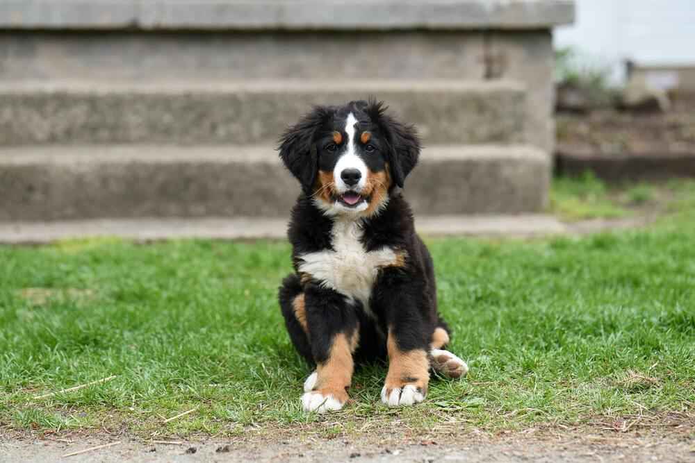 Bernese Mountain