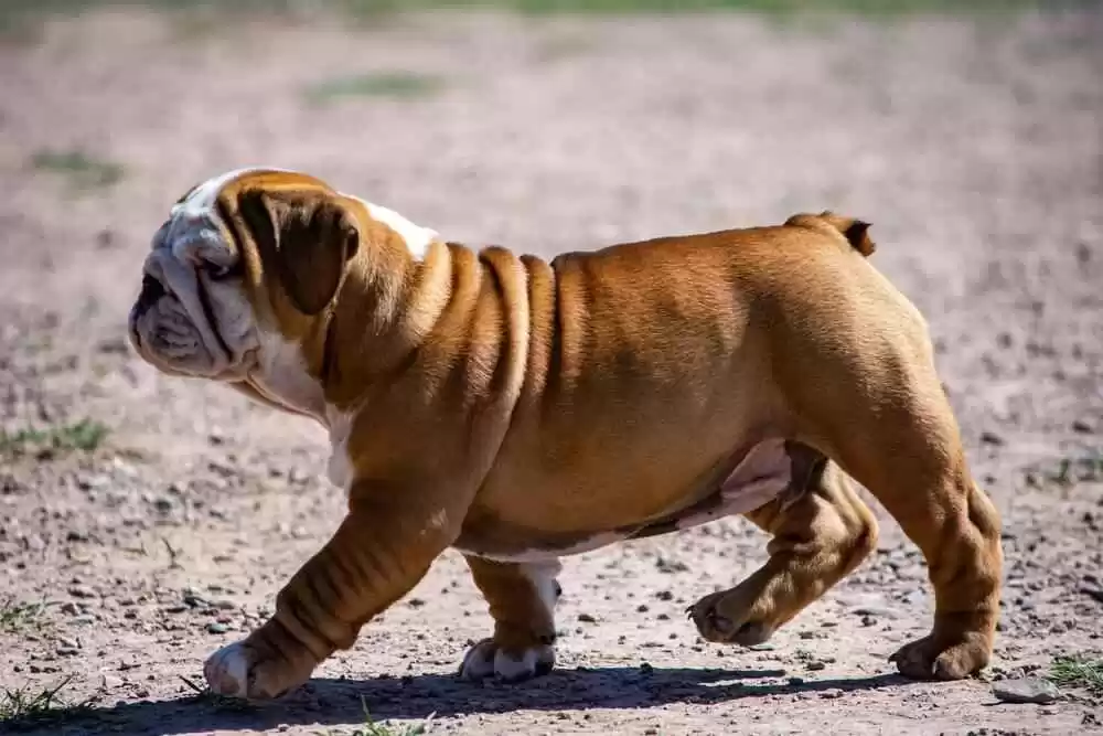 Bulldog