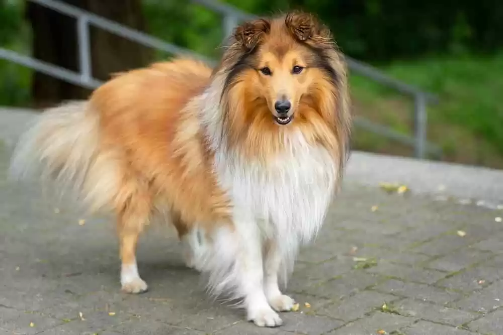 Collie