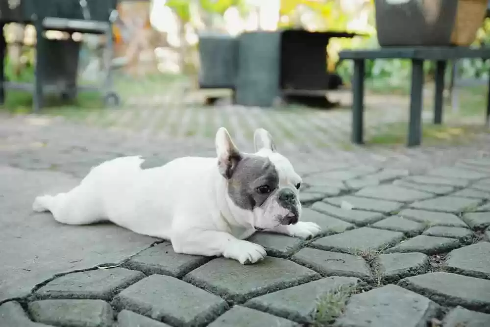 French Bulldog