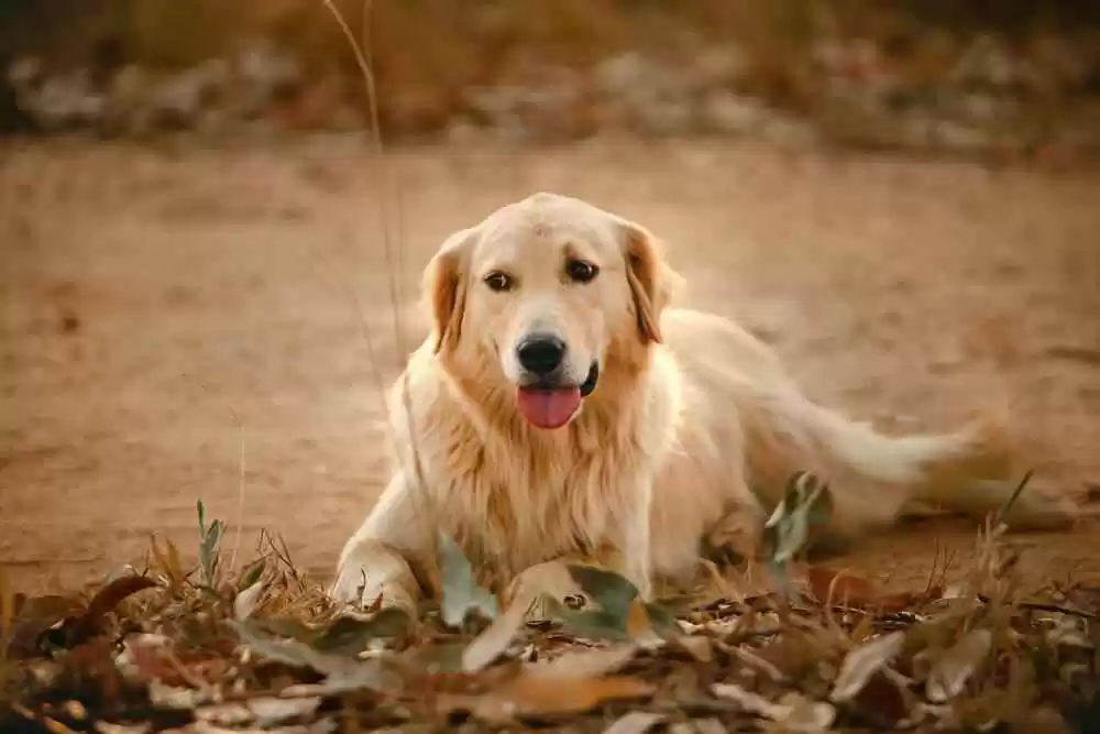 Golden Retriever