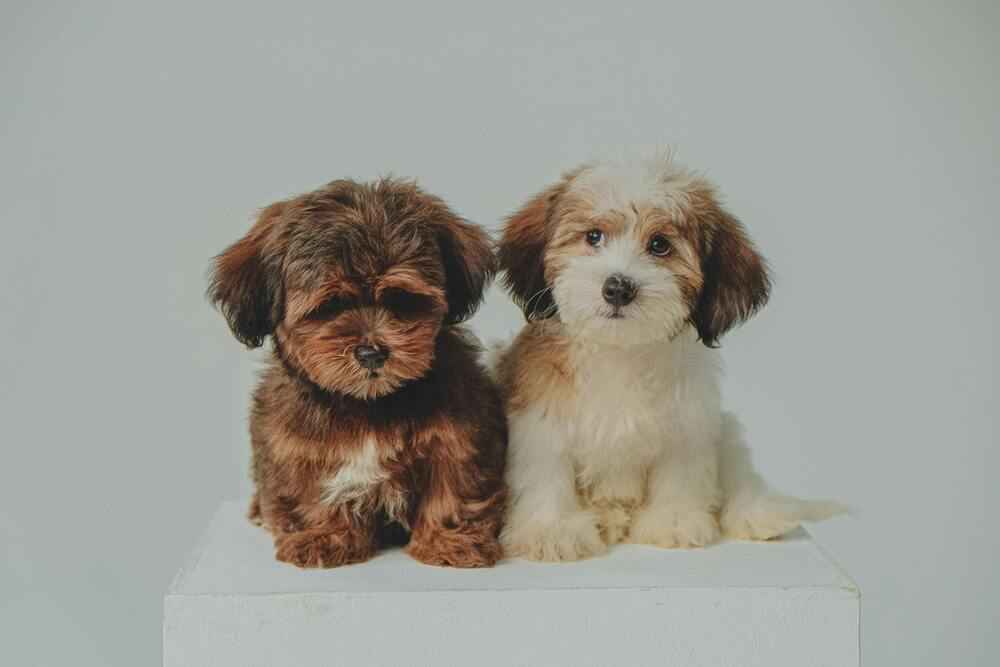 Havanese