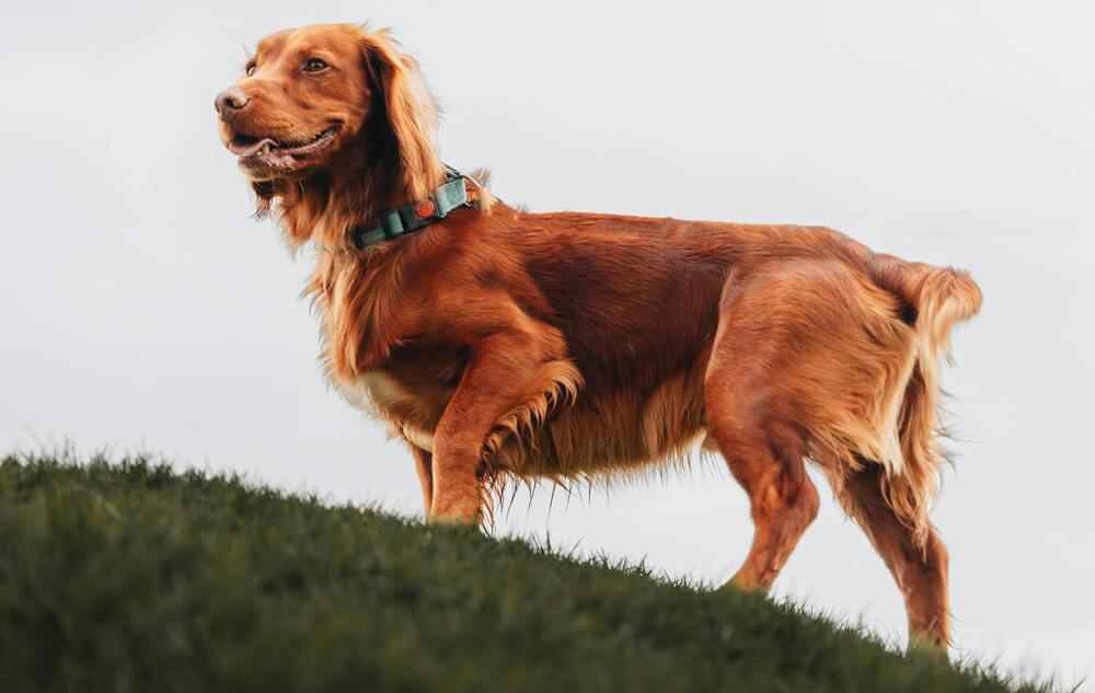 Irish Setter