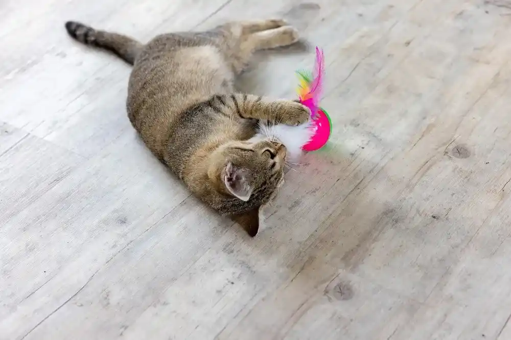 Cat Toys
