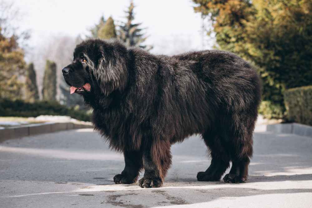 Dog Newfoundland