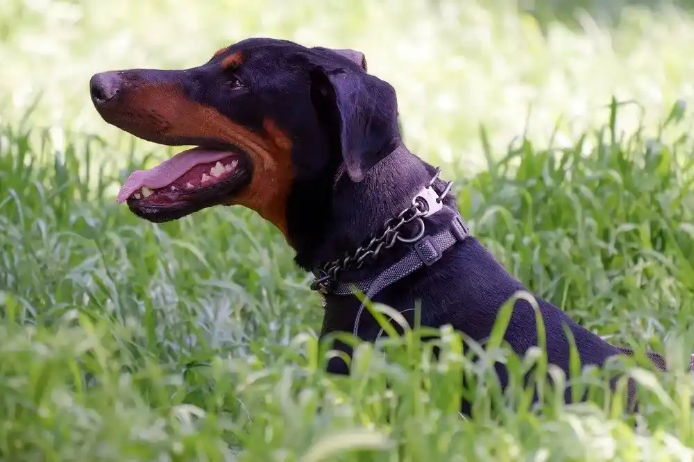 dog collars for large dogs