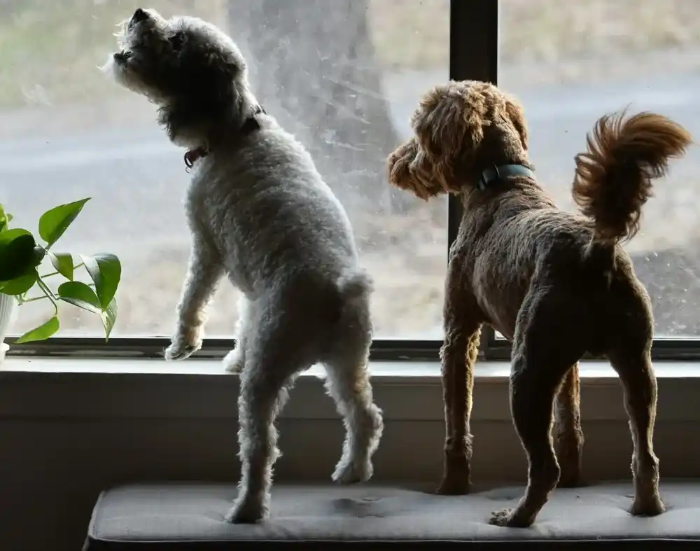 how to stop the dog from barking