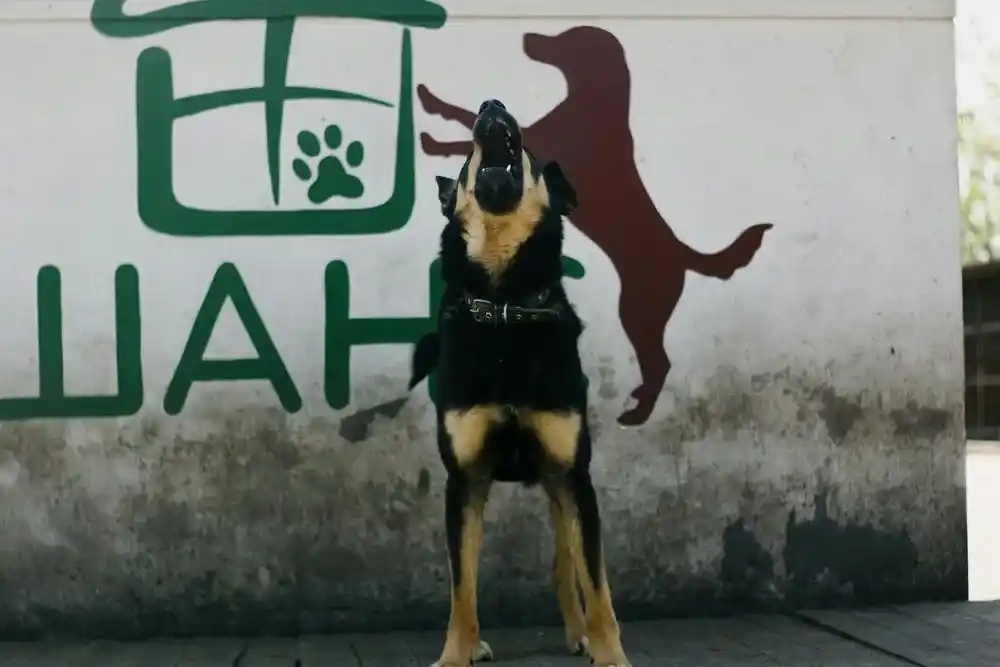 how to stop the dog from barking