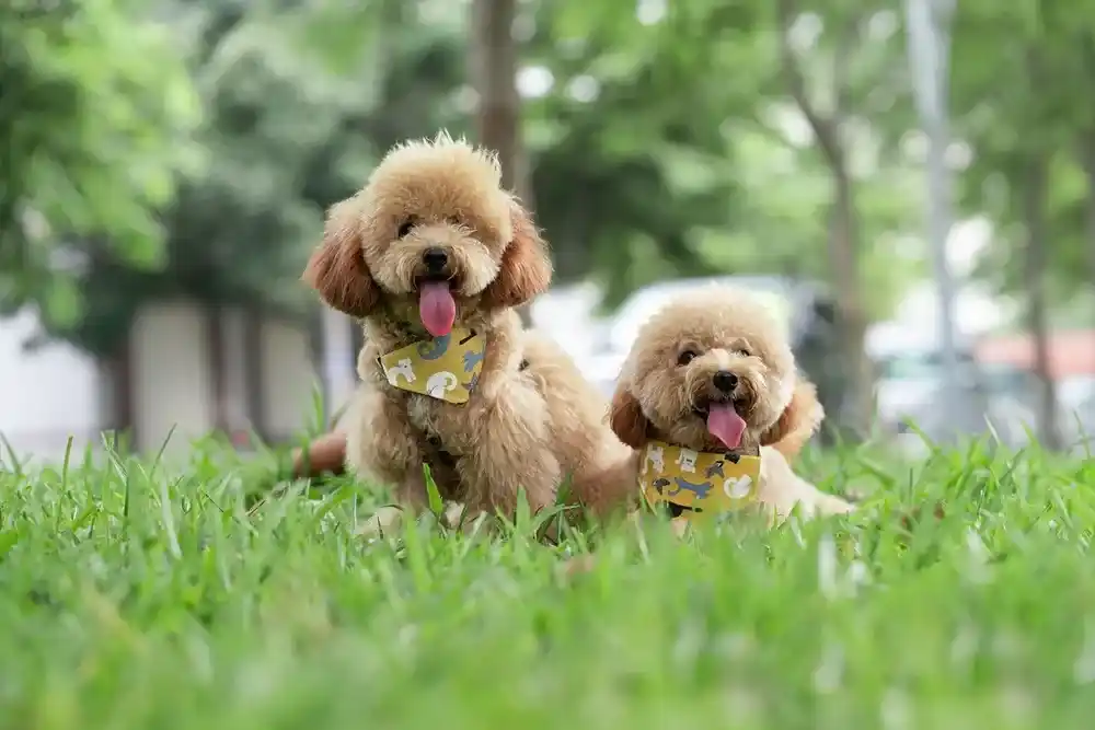 Toy Poodle