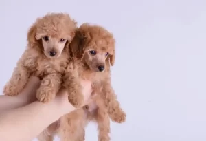 Toy Poodle