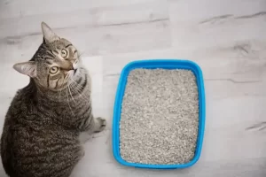 Cat Litter
