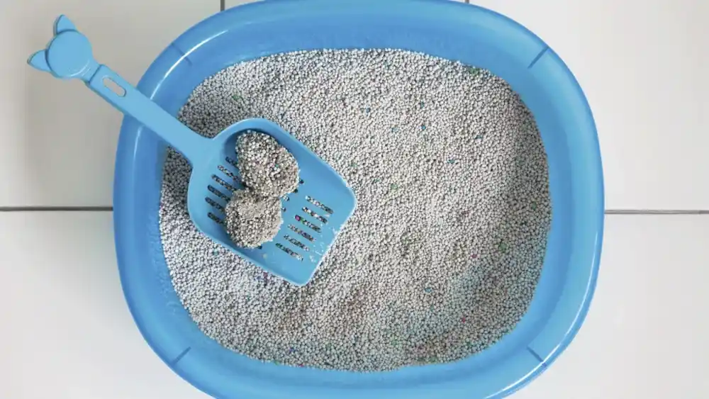 Cat Litter