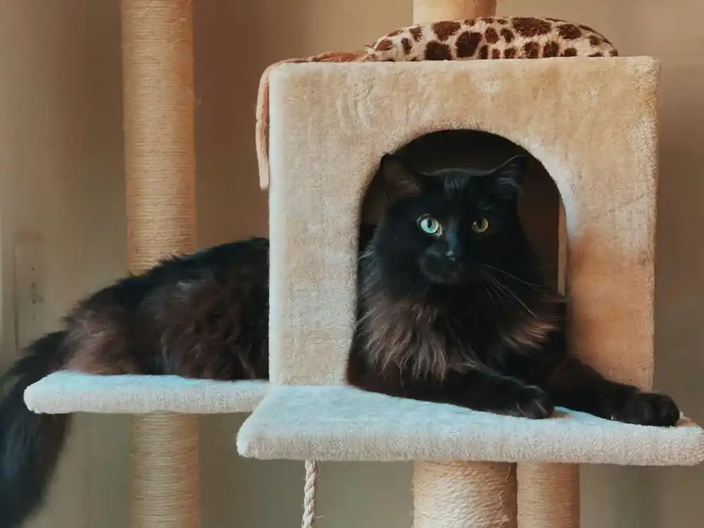 Cat Tree