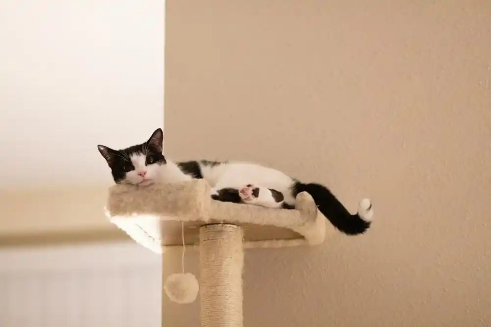 Cat Tree