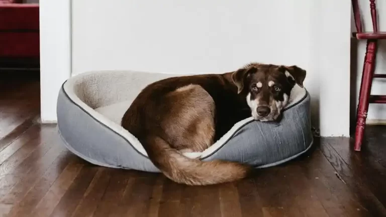 Dog Beds