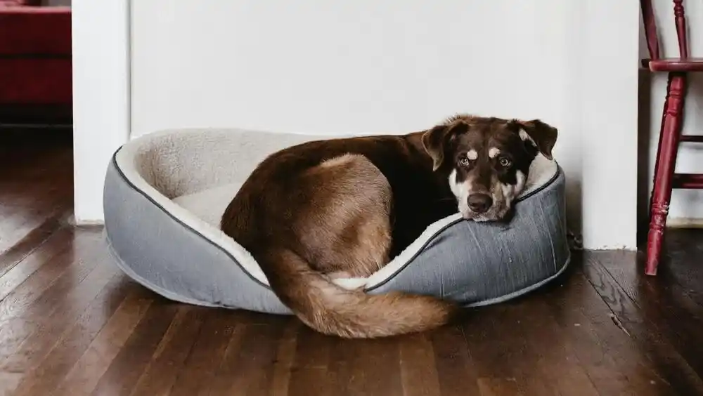Dog Beds