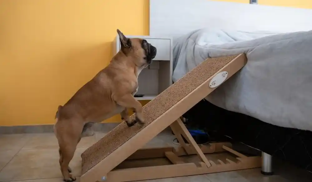 Dog Ramp