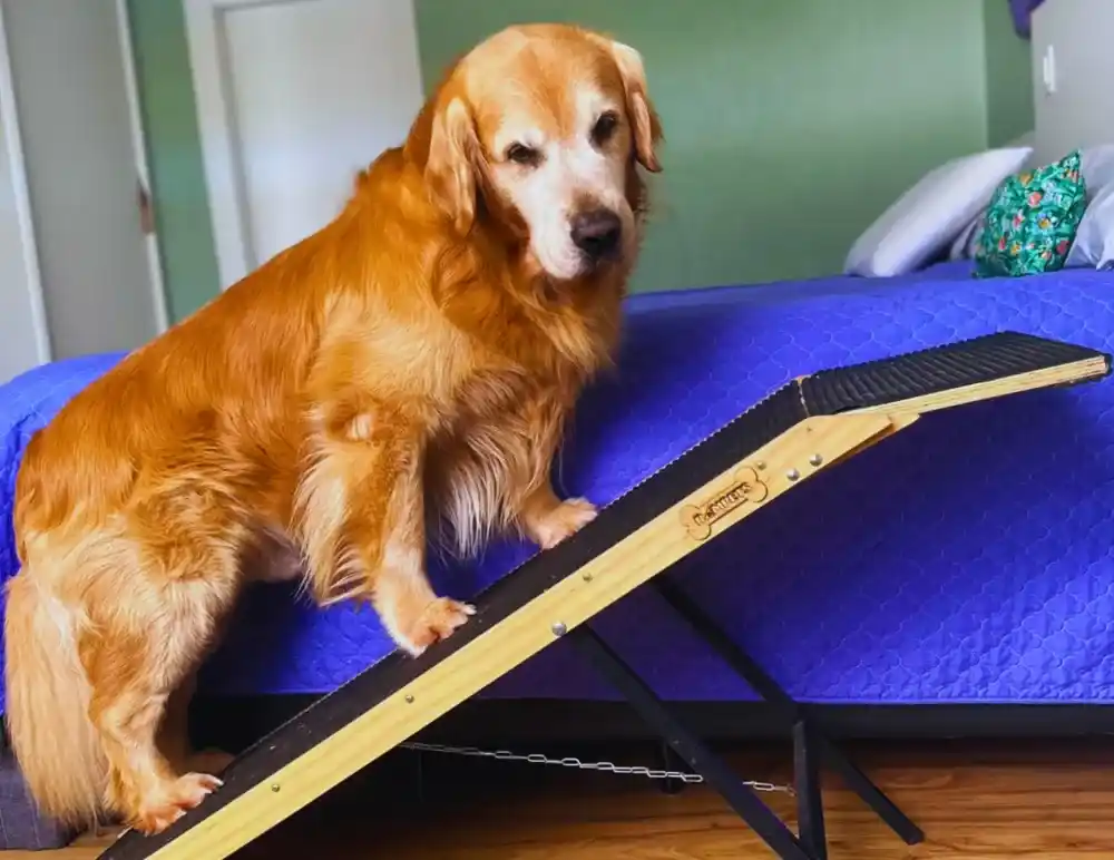 Dog Ramp