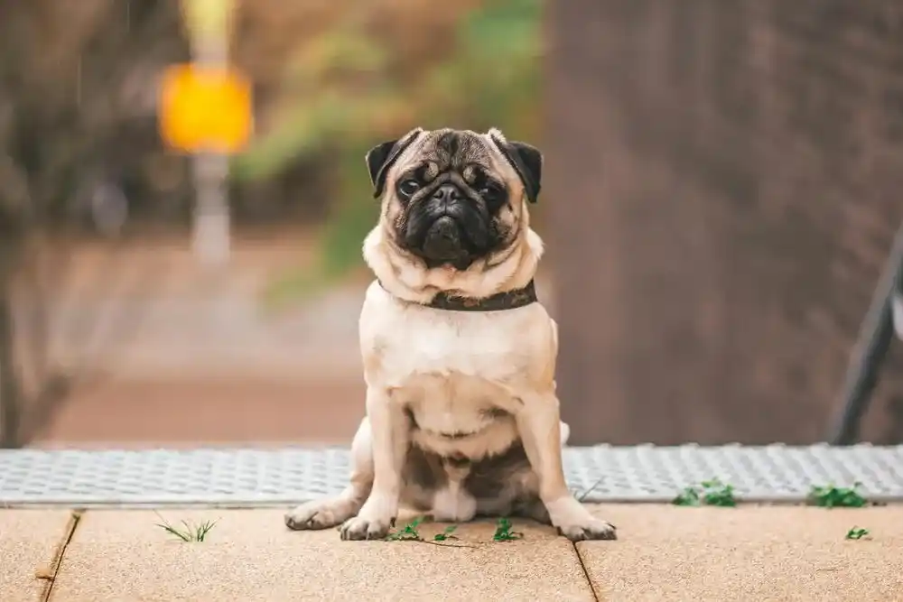 Pug Dog
