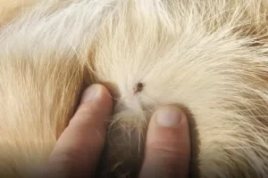 Tick Disease in Dogs