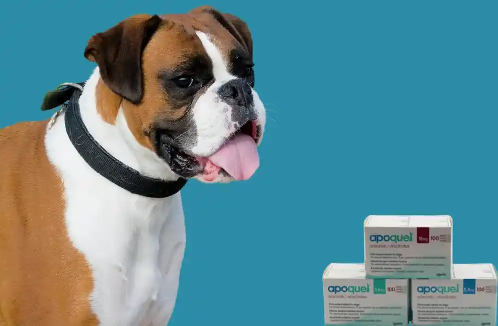 Apoquel for Dogs