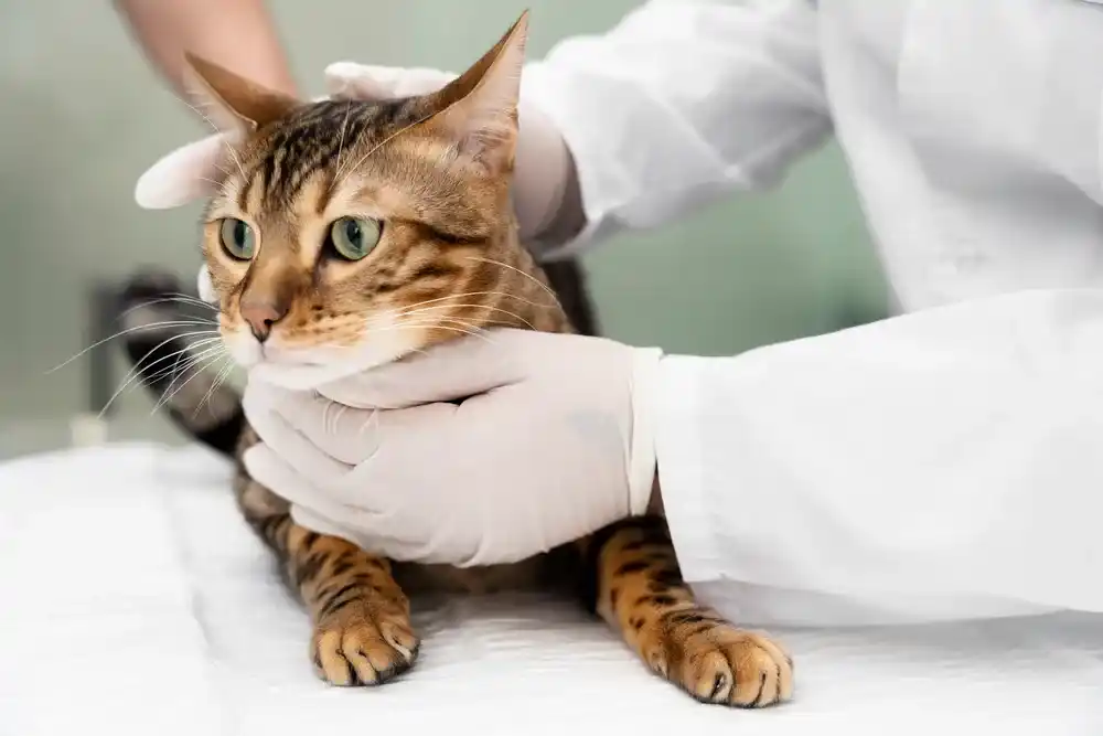 Cat Dewormer Explained