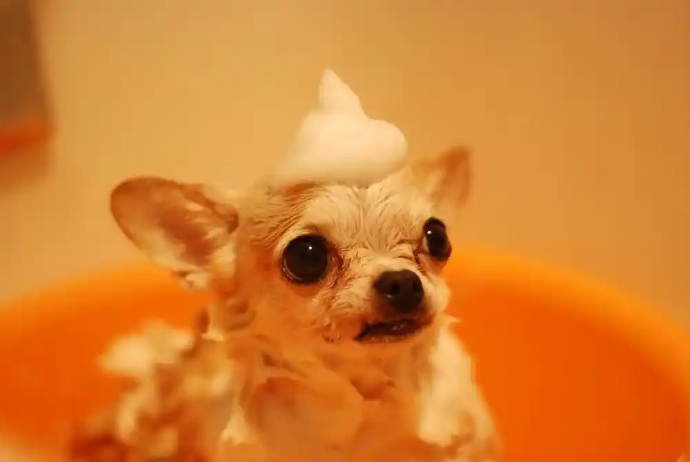 Dog Shampoo