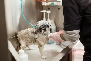 Dog Shampoo