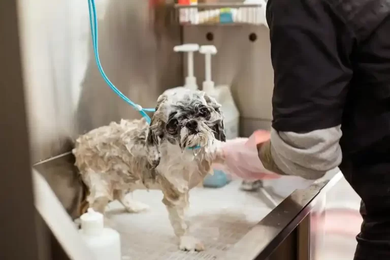 Dog Shampoo