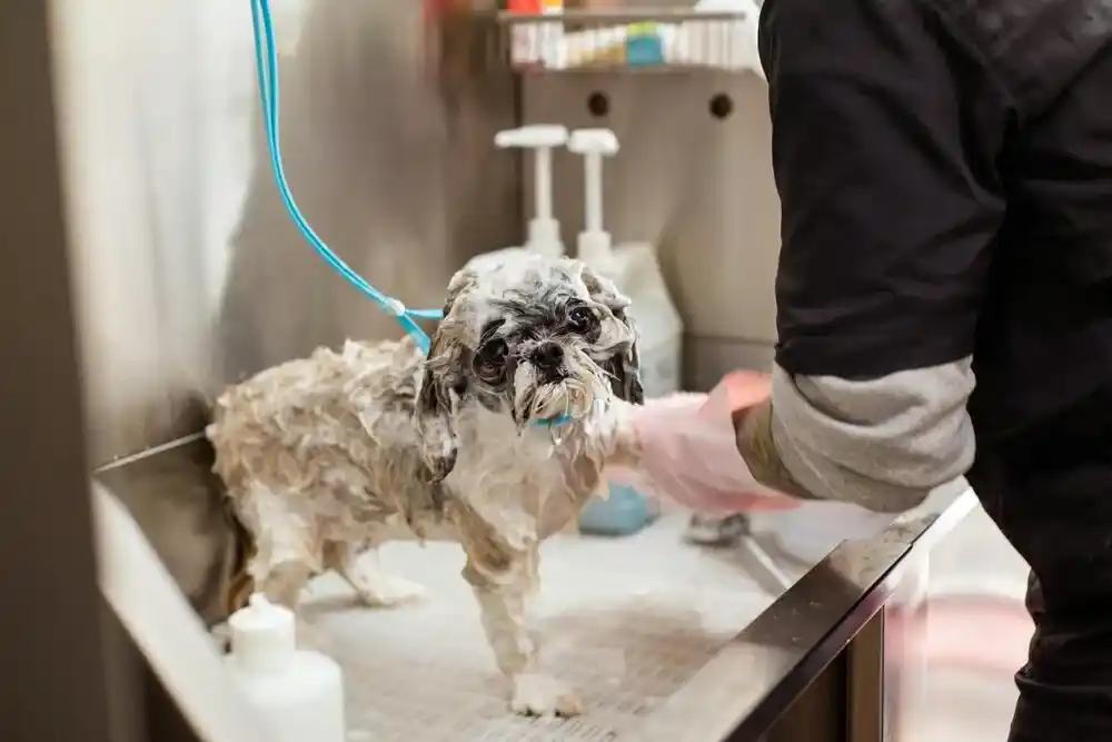 Dog Shampoo