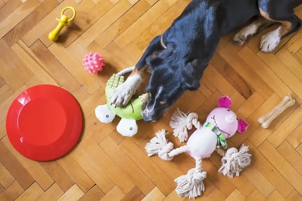 Dog Toys