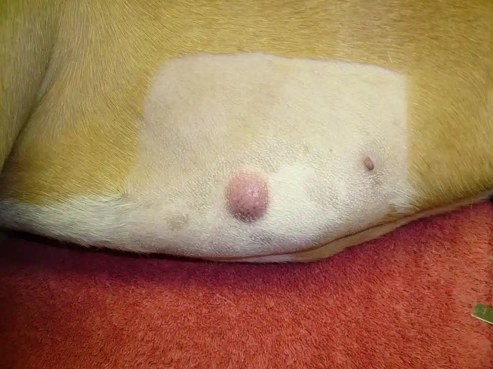 Mast Cell Tumor Dog