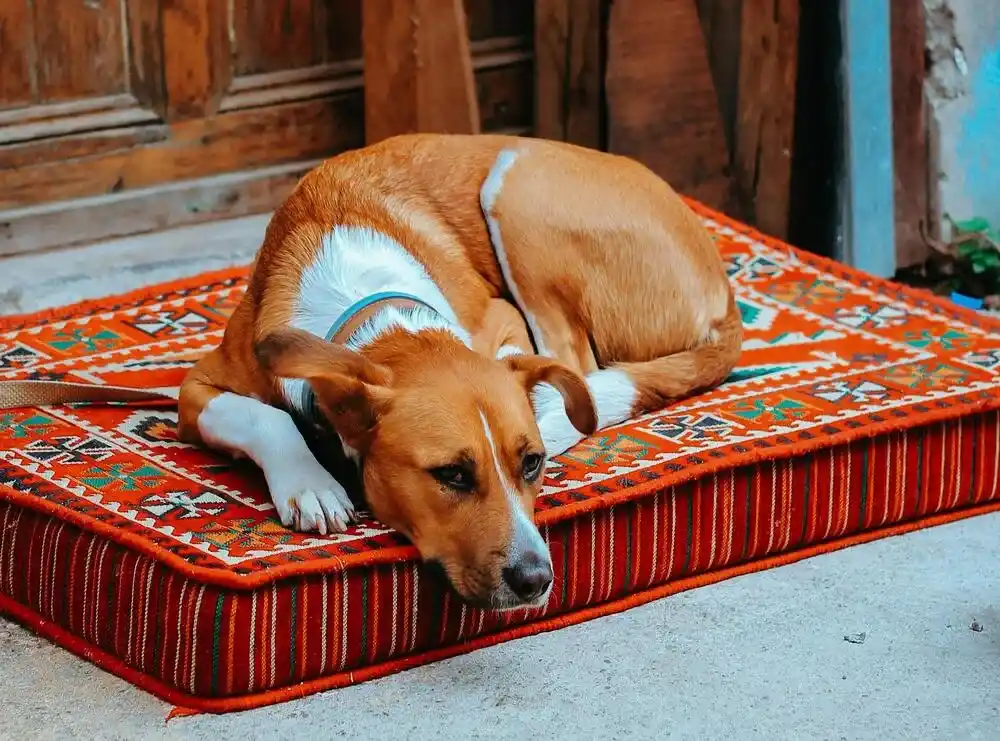 Dogs and Separation Anxiety