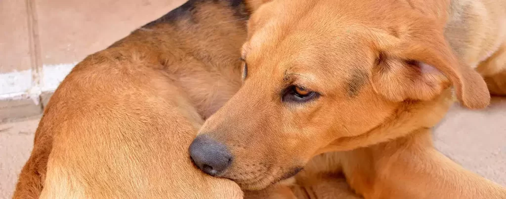 Flea Collar for Dogs