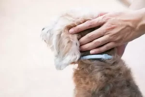 Flea Collar for Dogs