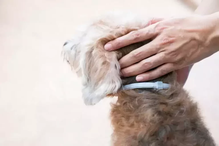 Flea Collar for Dogs