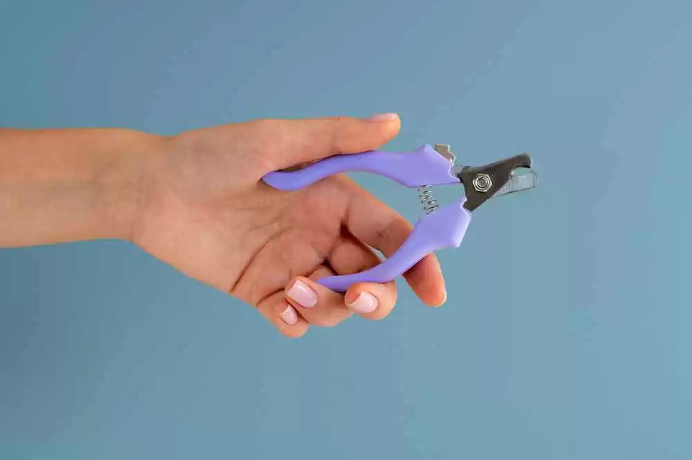 How to Trim a Dog’s Nails