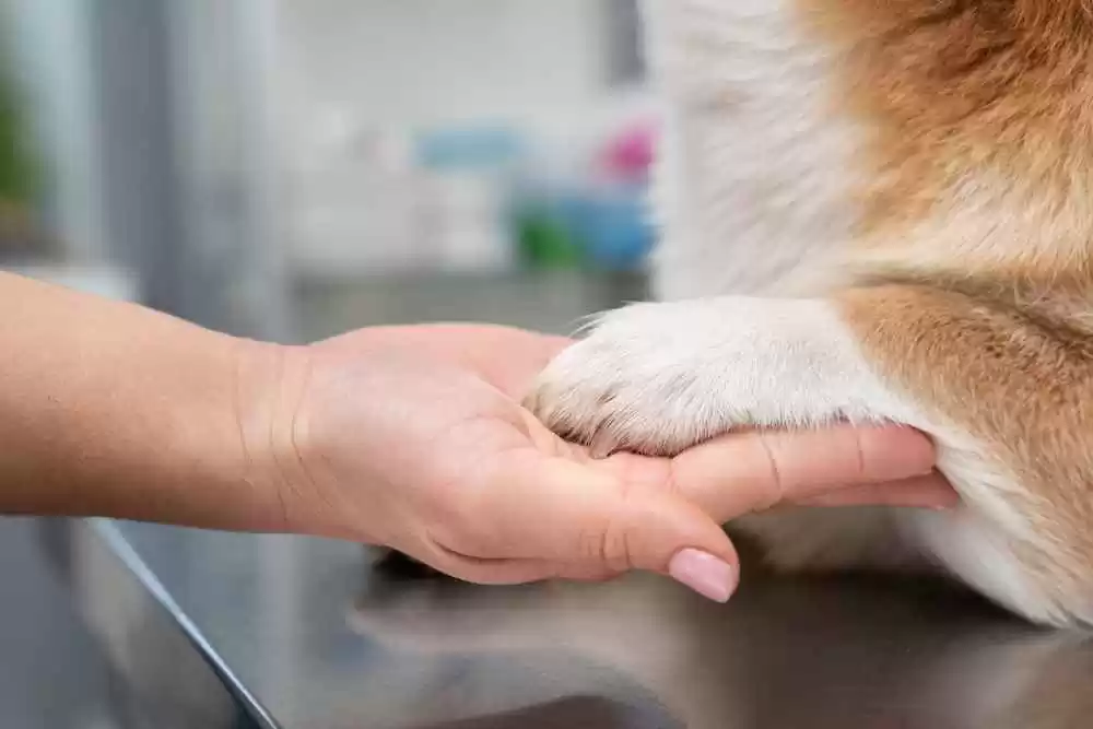 How to Trim a Dog’s Nails