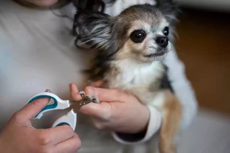How to Trim a Dog’s Nails