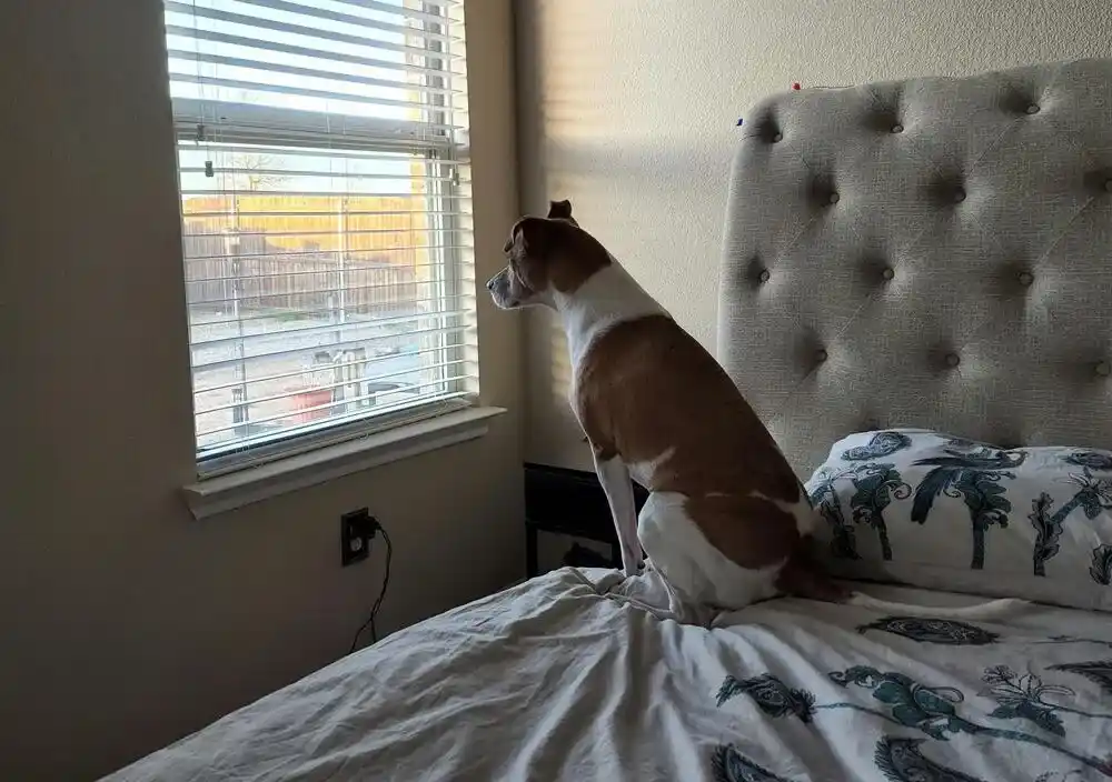 Dogs and Separation Anxiety