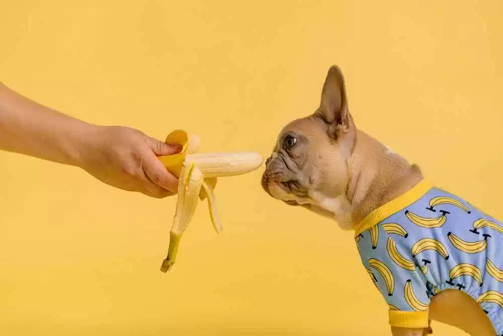 What Fruits Can Dogs Eat