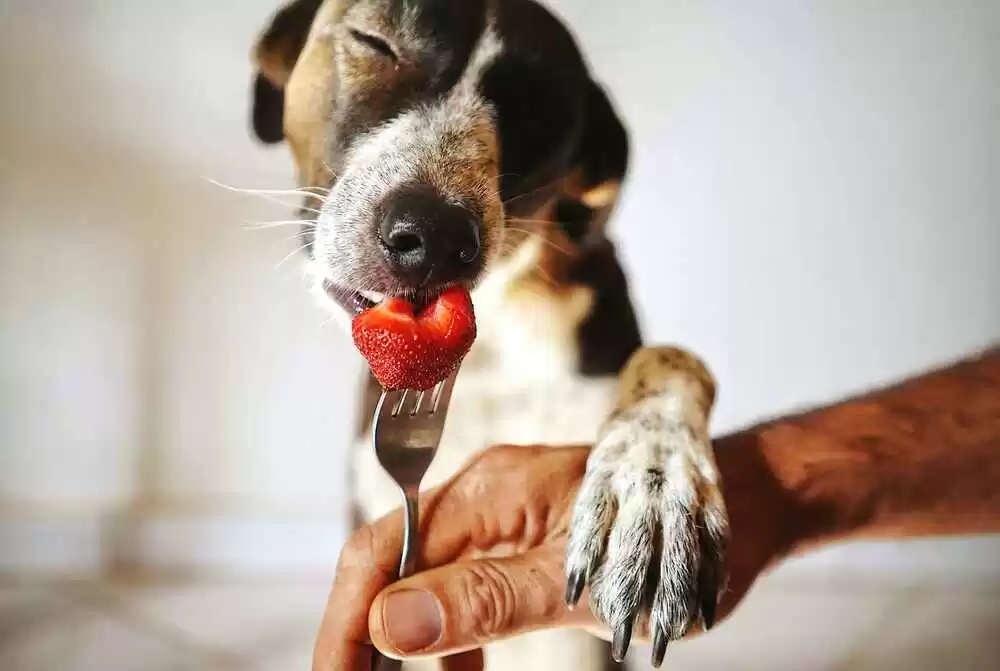What Fruits Can Dogs Eat