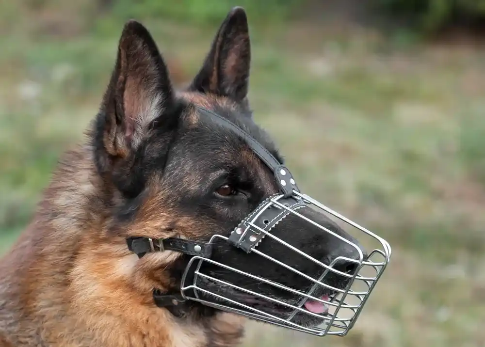 Dog muzzle