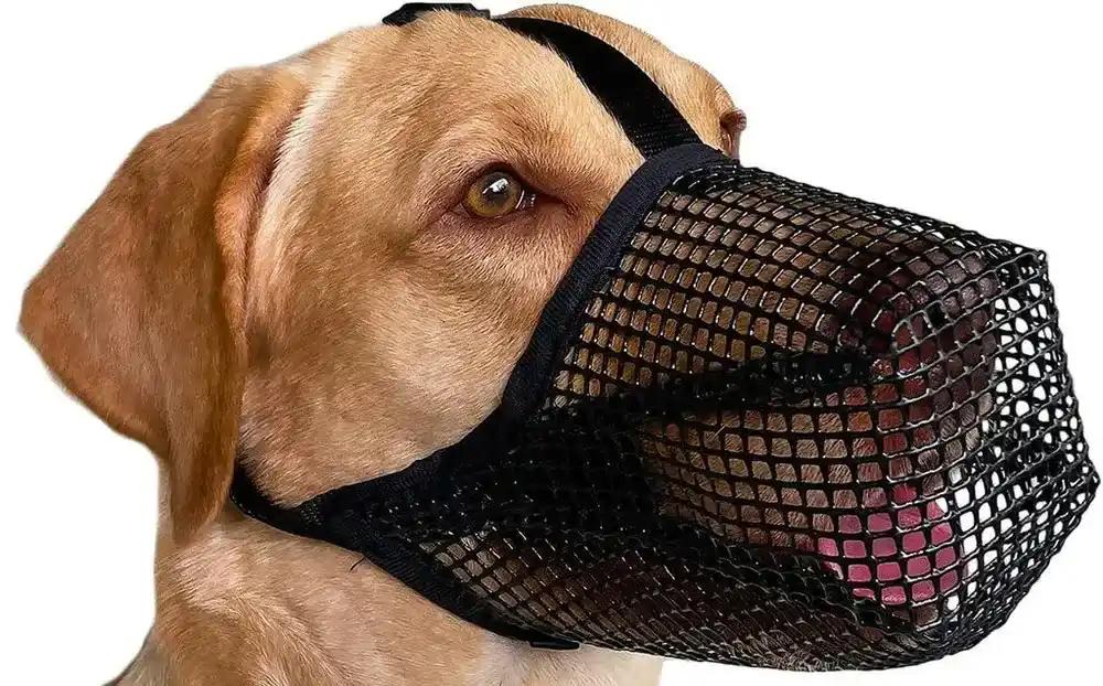 Dog muzzle
