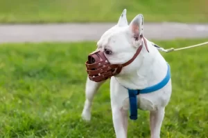 Dog muzzle