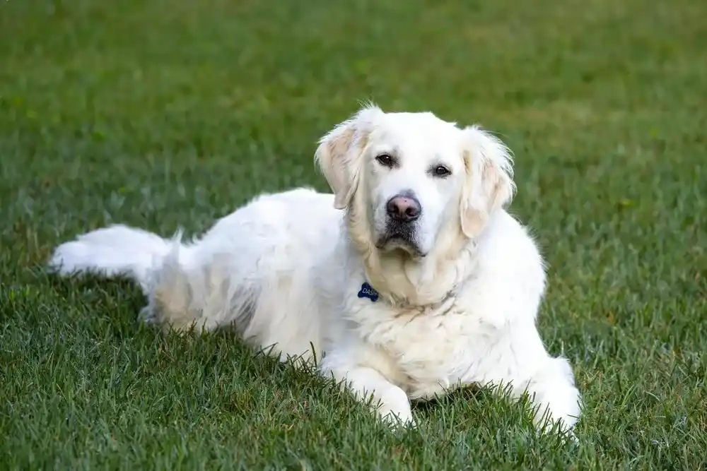 Golden Retriever Dog