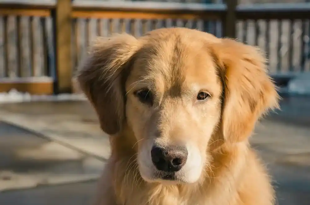 Golden Retriever Dog