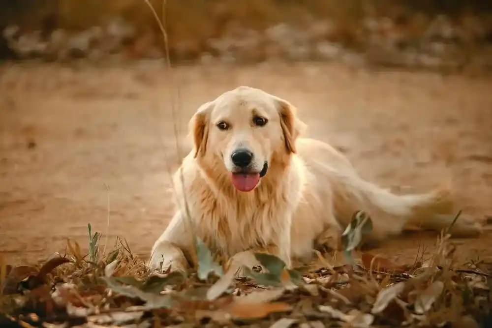 Golden Retriever Dog