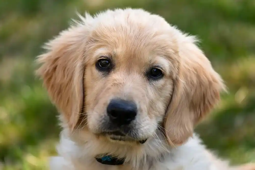 Golden Retriever Dog