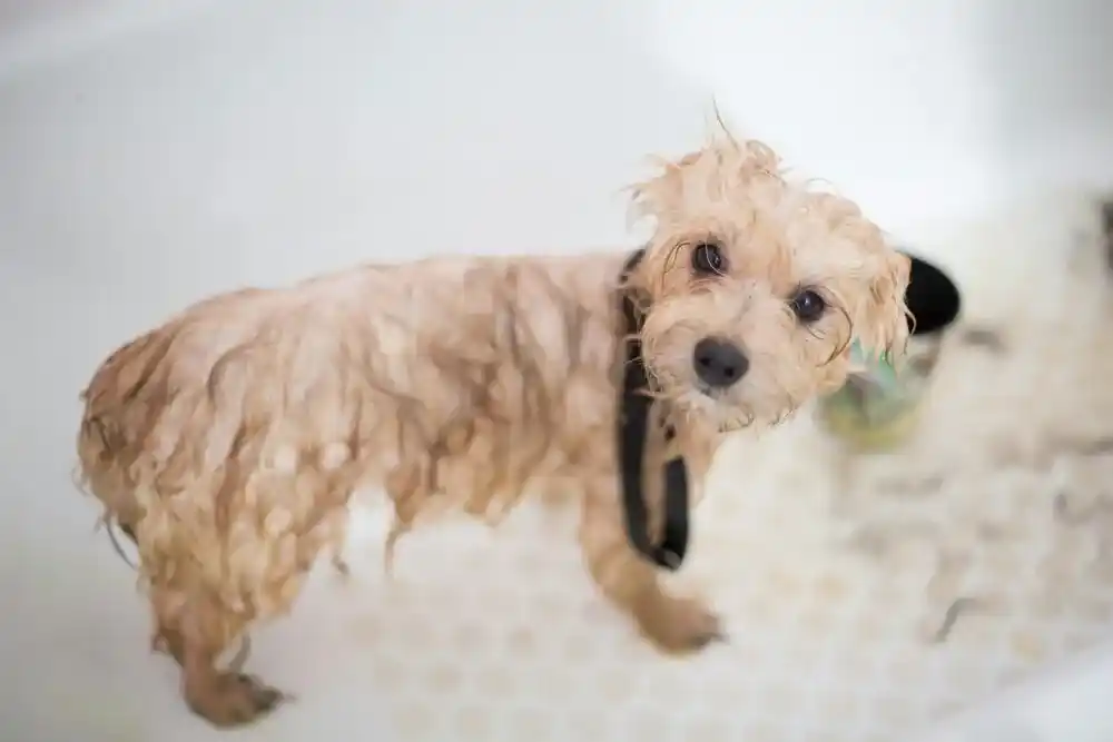 How to Bathe a Dog